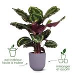 jazz rond 16cm dark burgundy